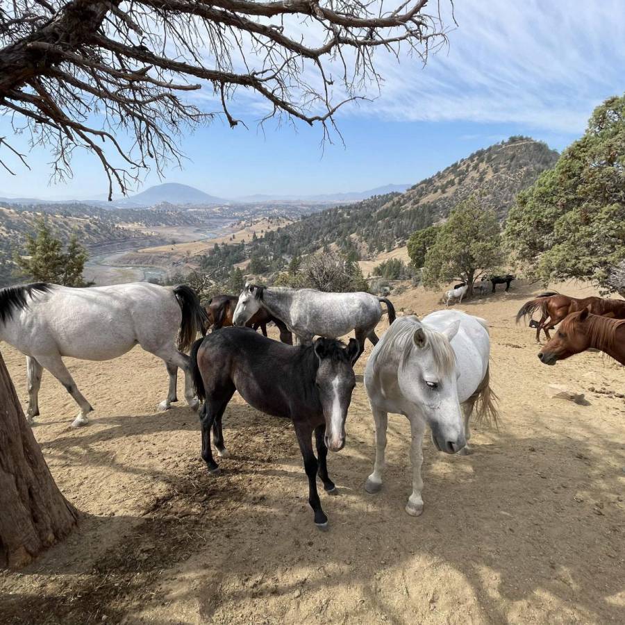 Wilde Pferde und Feuer
