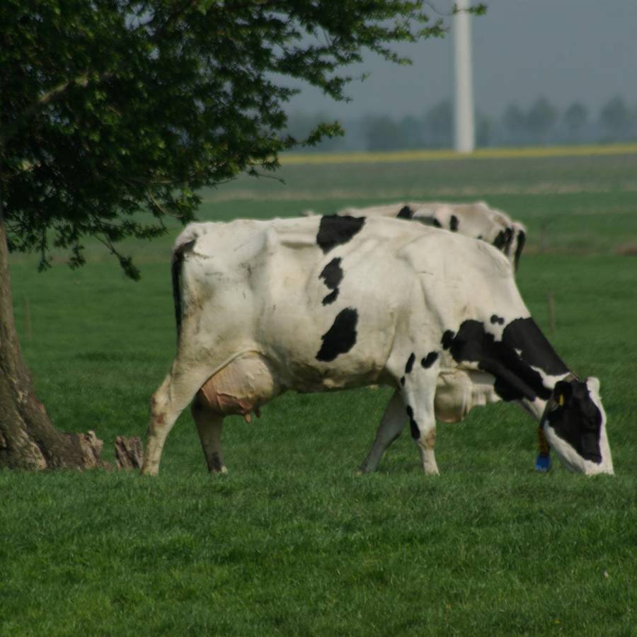 Lasst die Kühe doch furzen!
